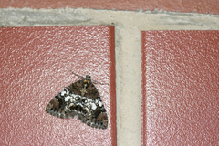 Dysstroma calamistrata