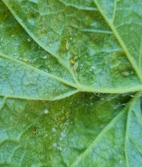 Nasonovia ribisnigri