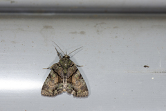 Chytonix variegata