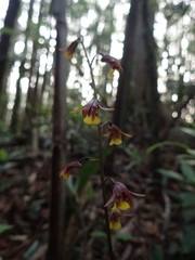 Tainia dunnii