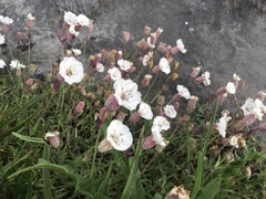 Silene uniflora