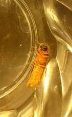 Nyctophila reichii