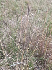 Dichanthium sericeum sericeum
