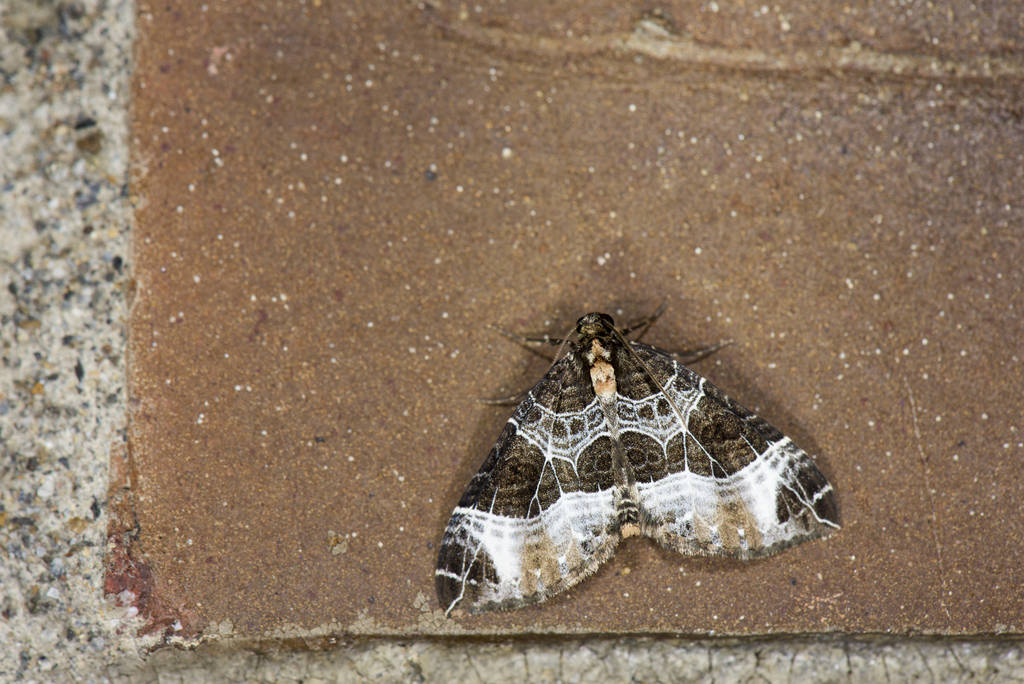 Lampropteryx nitidaria