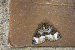 Lampropteryx nitidaria