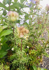 Cirsium obvallatum