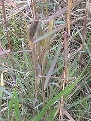 Dichanthium sericeum sericeum
