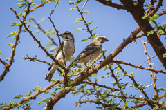 Crithagra reichenowi