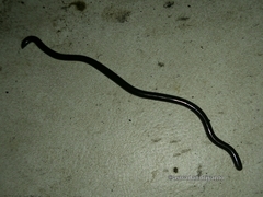 Indotyphlops braminus