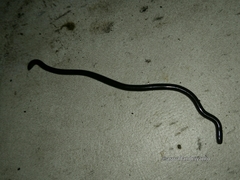 Indotyphlops braminus