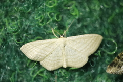 Scopula virgulata