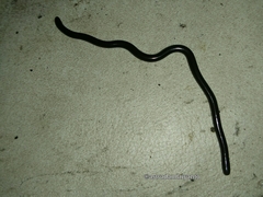 Indotyphlops braminus