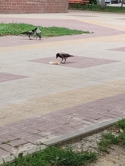 Corvus cornix