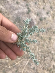 Halogeton glomeratus