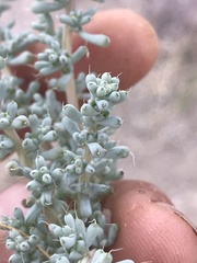 Halogeton glomeratus