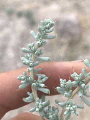 Halogeton glomeratus