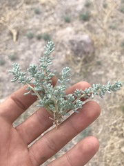 Halogeton glomeratus
