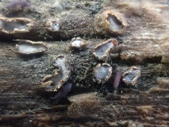 Propolis farinosa