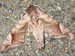Acosmeryx naga