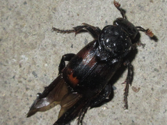Nicrophorus maculifrons