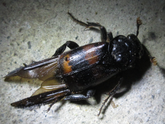 Nicrophorus maculifrons