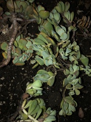 Sedum obtusatum