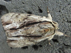 Shaka atrovittatus