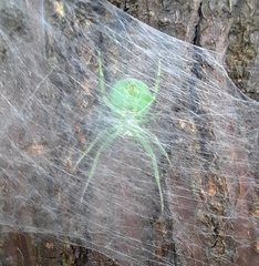 Bijoaraneus mitificus