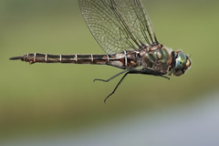 Somatochlora hudsonica