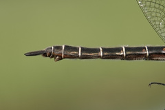 Somatochlora hudsonica