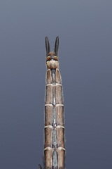 Somatochlora hudsonica