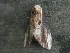 Hexafrenum leucodera