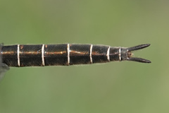 Somatochlora hudsonica