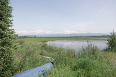 Somatochlora hudsonica