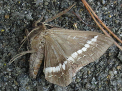 Metopta rectifasciata