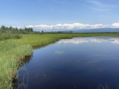 Somatochlora hudsonica