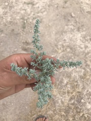 Halogeton glomeratus