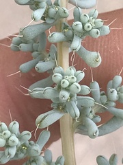 Halogeton glomeratus