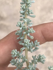 Halogeton glomeratus