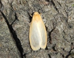 Symmetrodes sciocosma