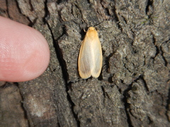 Symmetrodes sciocosma