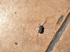 Opatrini