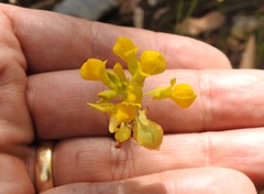 Utricularia odorata