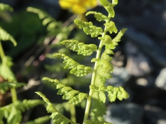 Athyrium distentifolium