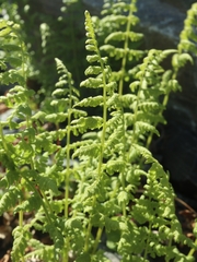 Athyrium distentifolium