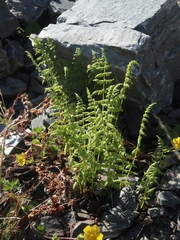 Athyrium distentifolium