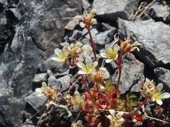Saxifraga cespitosa