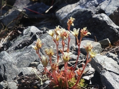 Saxifraga cespitosa