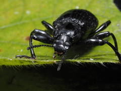 Derosphaerus sinensis