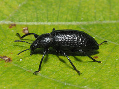 Derosphaerus sinensis